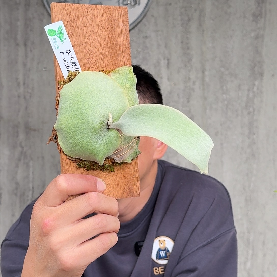 完全开放水气鹿角蕨书签板春野花园