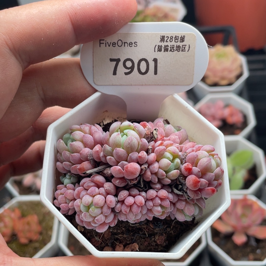 娜娅小精灵7901-6厘米