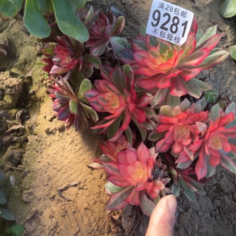 砍头多肉植物9281砍头多肉黑魔锦
