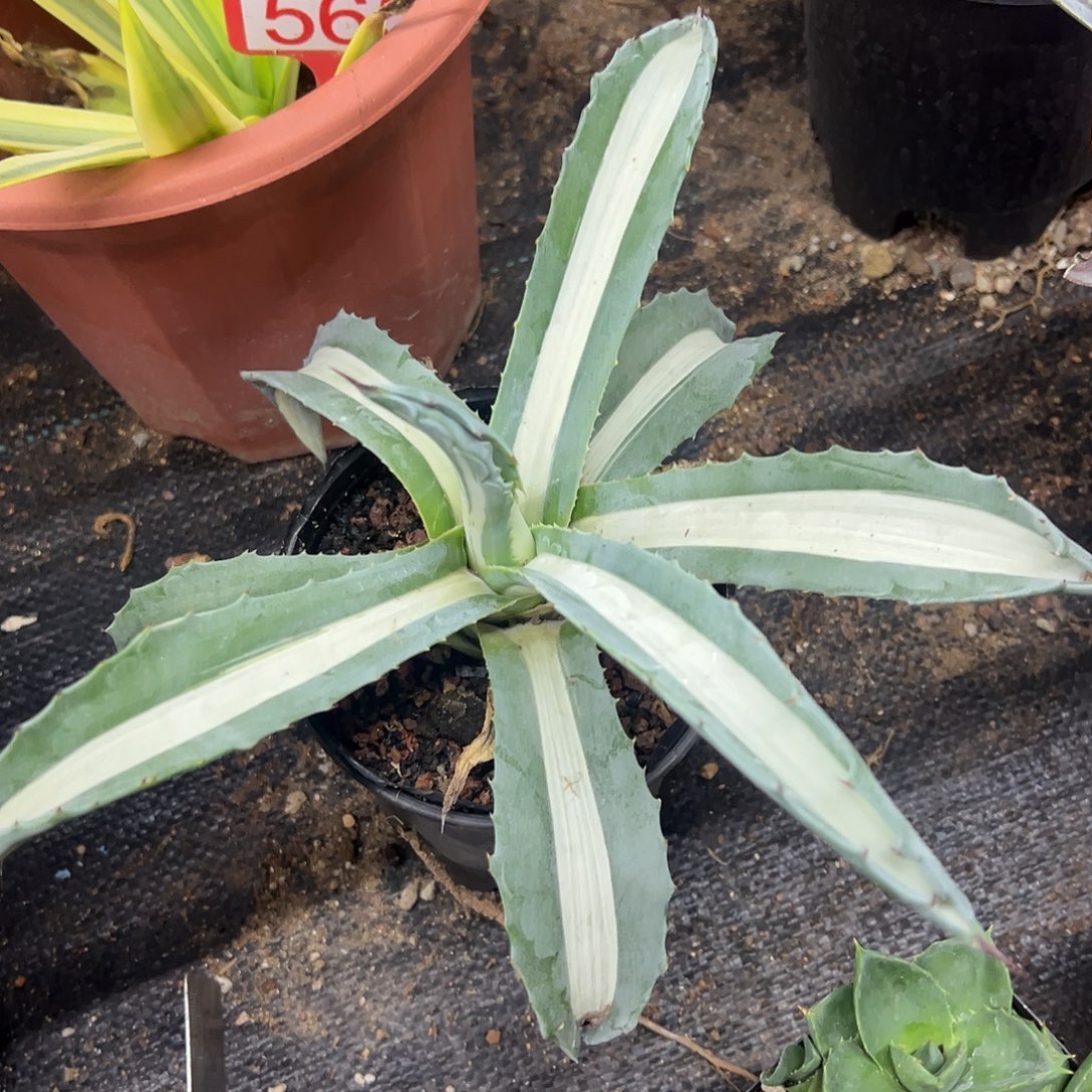 华严白中斑锦龙舌兰