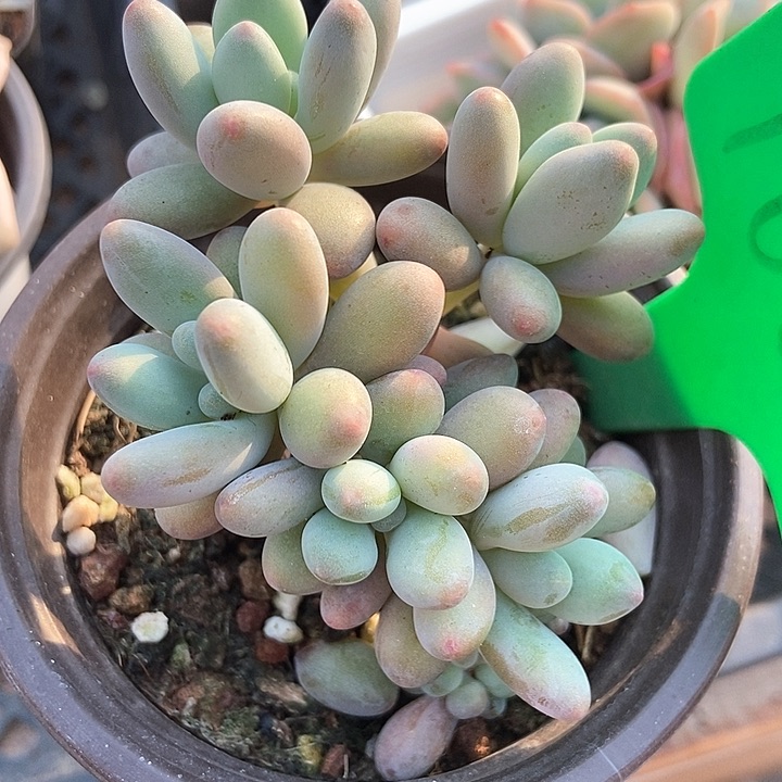 多肉植物苹果奶1663