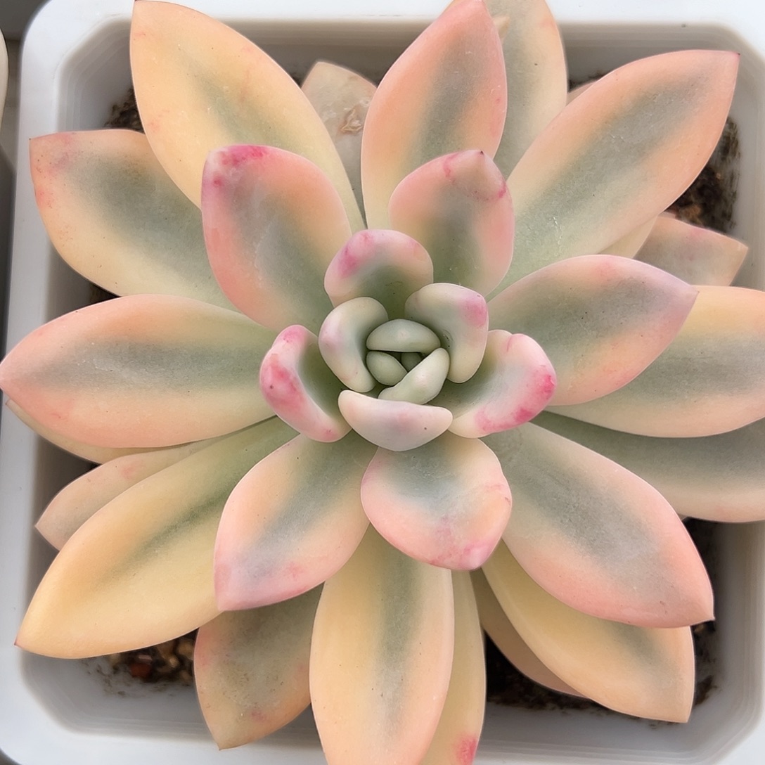 奥普彩锦多肉植物