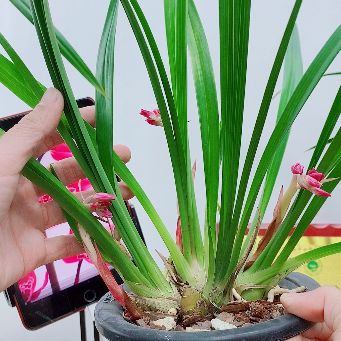 少量花朵（建议范围：2朵-5朵 或40%以下）