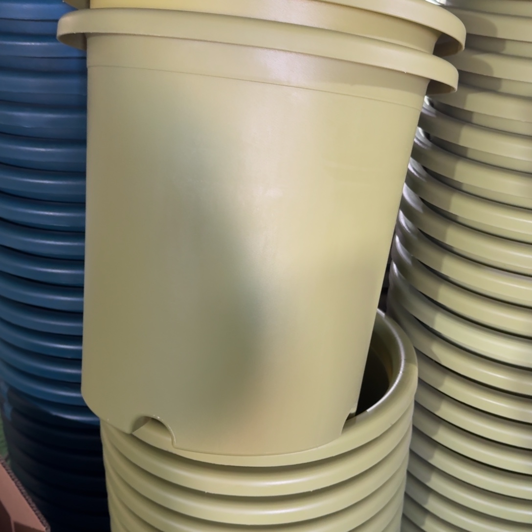 四季8#口径39无拖果绿5个