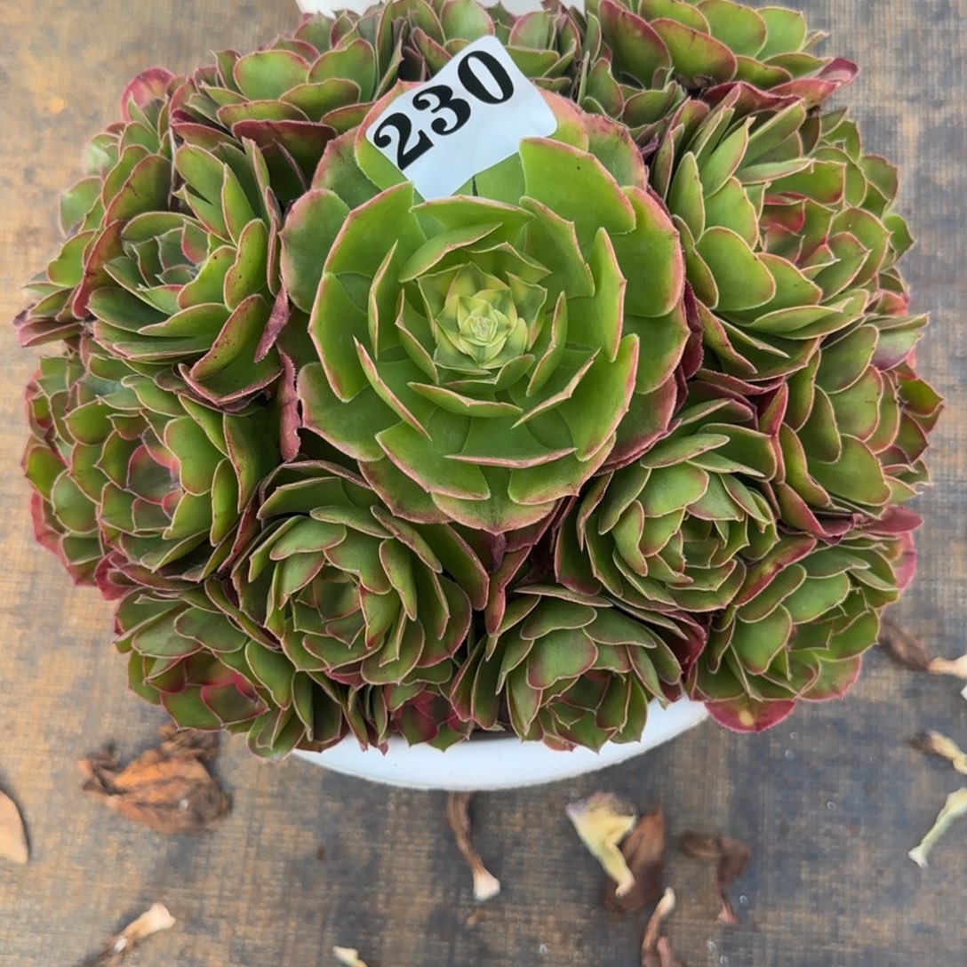 余***就230绿体荔枝实生发货