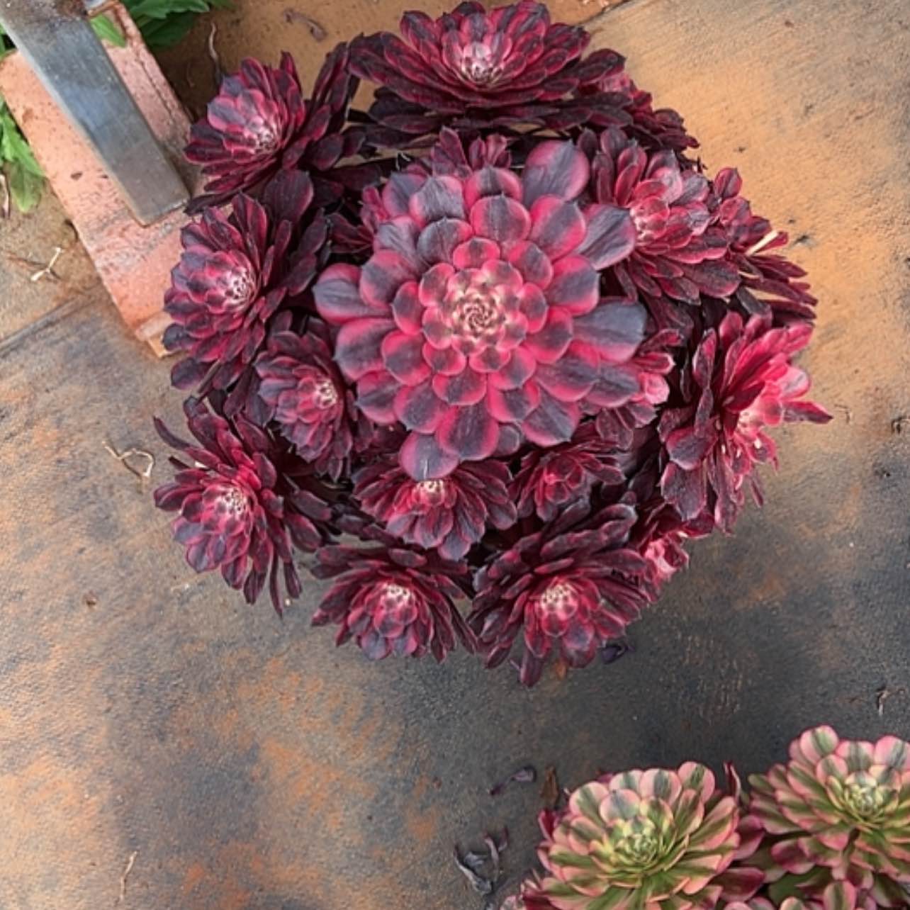 【闪购商品】红陶默111111111