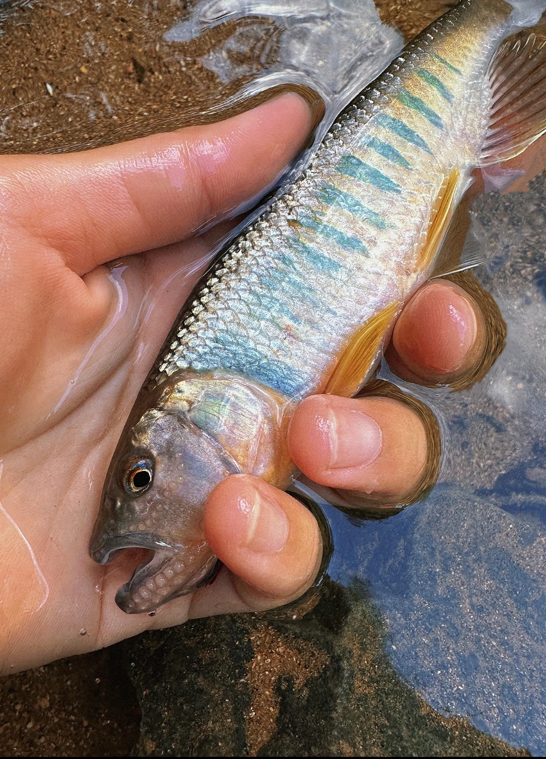 原生鱼马口鱼发色长鳍躐宽鳍鱲南宽溪石斑鳑鲏溪流缸冷水鱼观赏鱼