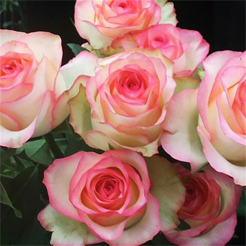 【3棵包邮5送1】灌木切花欧月扦插小苗艾莎果汁阳台艾帕索朱丽叶