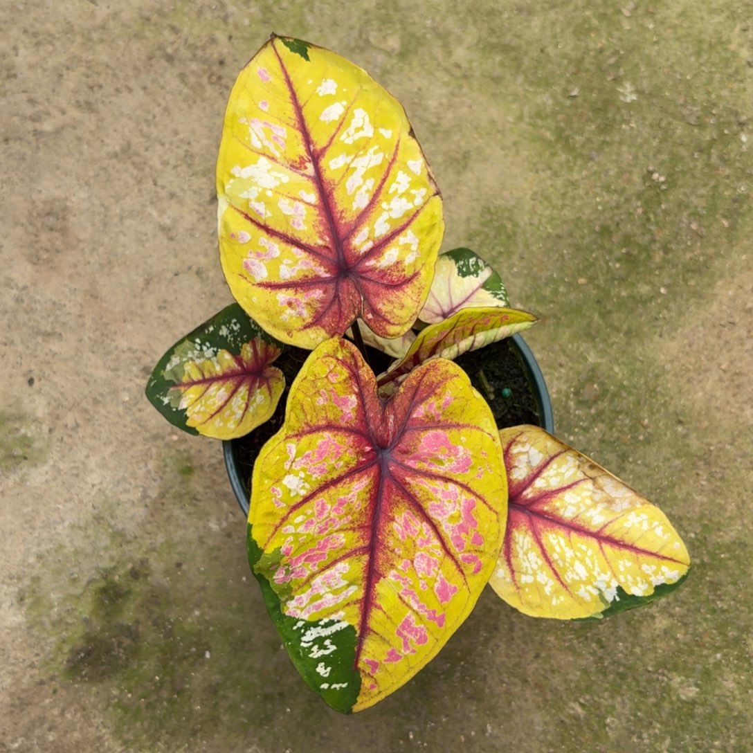 希***呀野蜂飞舞泰国彩叶芋57-1210