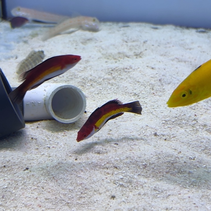 海水鱼德国雀180 太平洋七彩雀140 青龙90 包装10 运费25