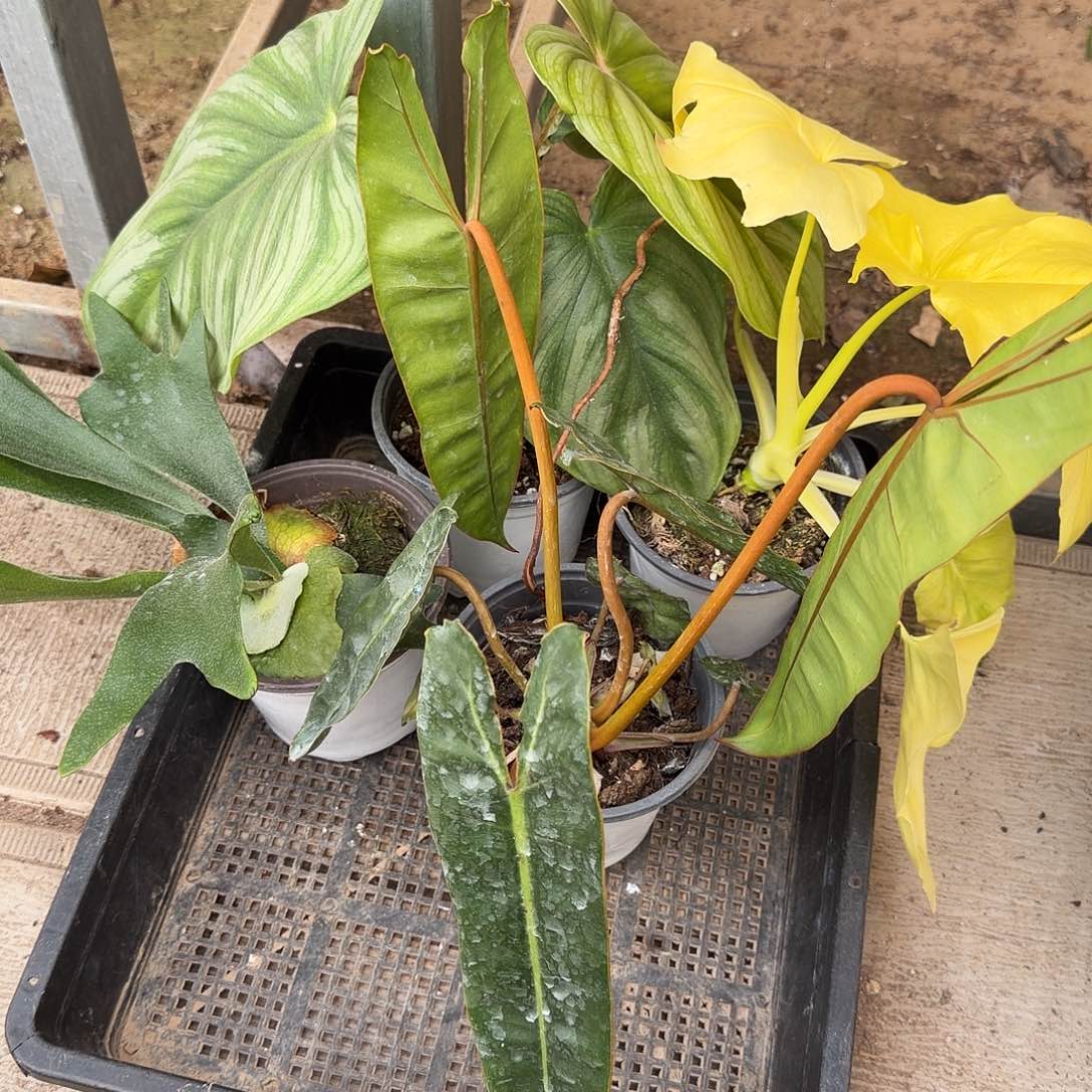 完全开放黄金春雨  橙饼  西瓜  鹿角