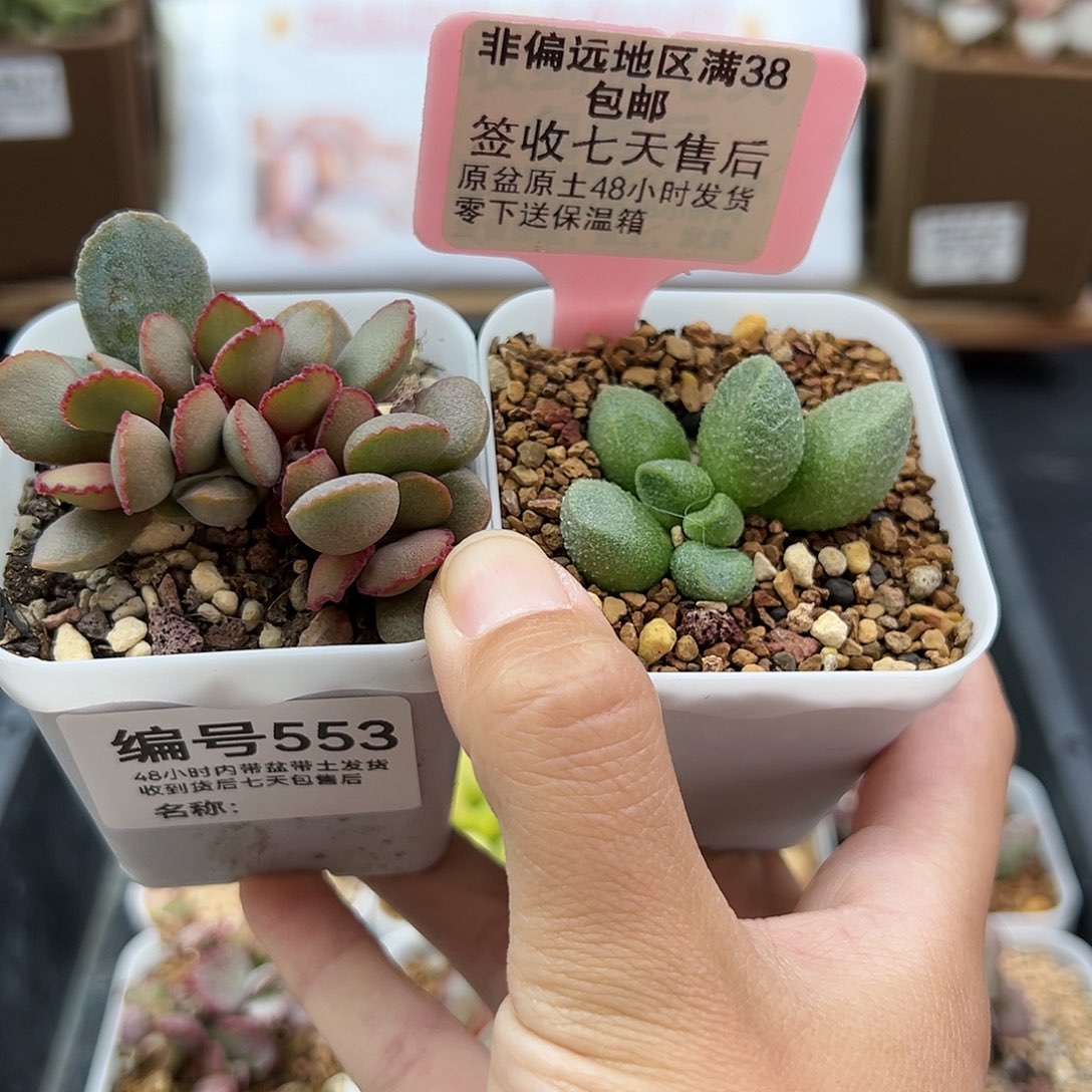 553梦露银之卵多肉