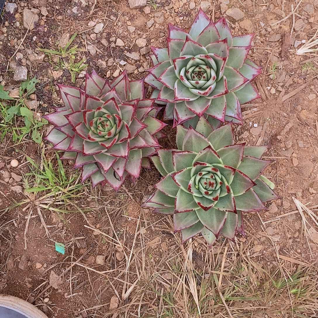 多肉植物乌木组合