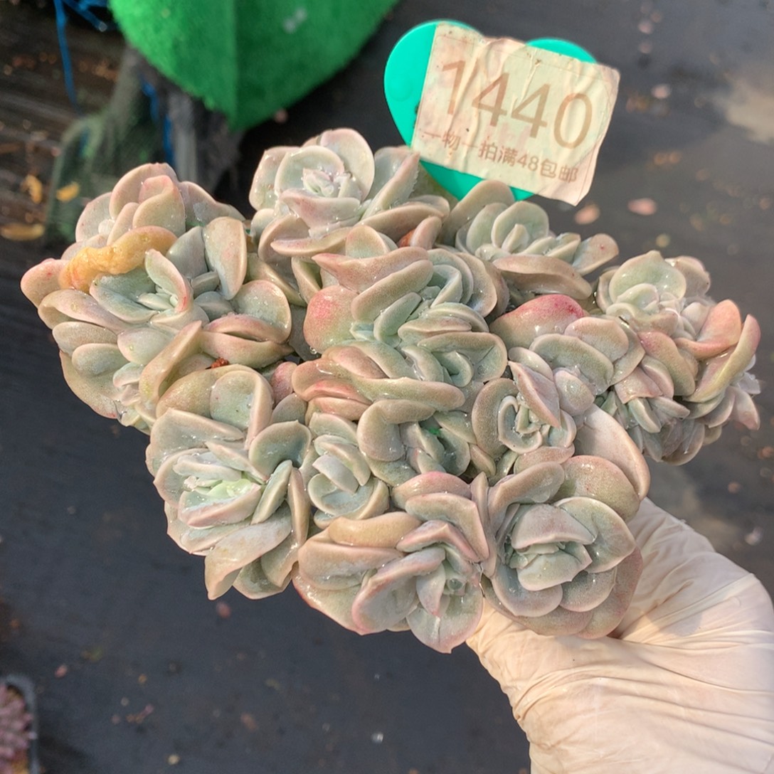 可爱玫瑰朵朵树1440