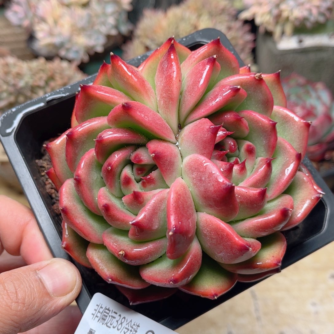 015摩根德华多肉