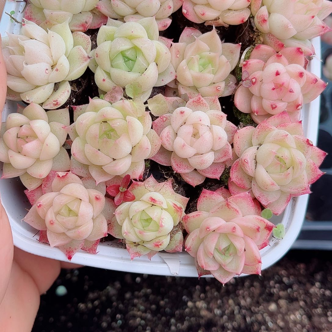 1-509 新疆西藏内蒙不发12.8包邮2-3公分多肉
