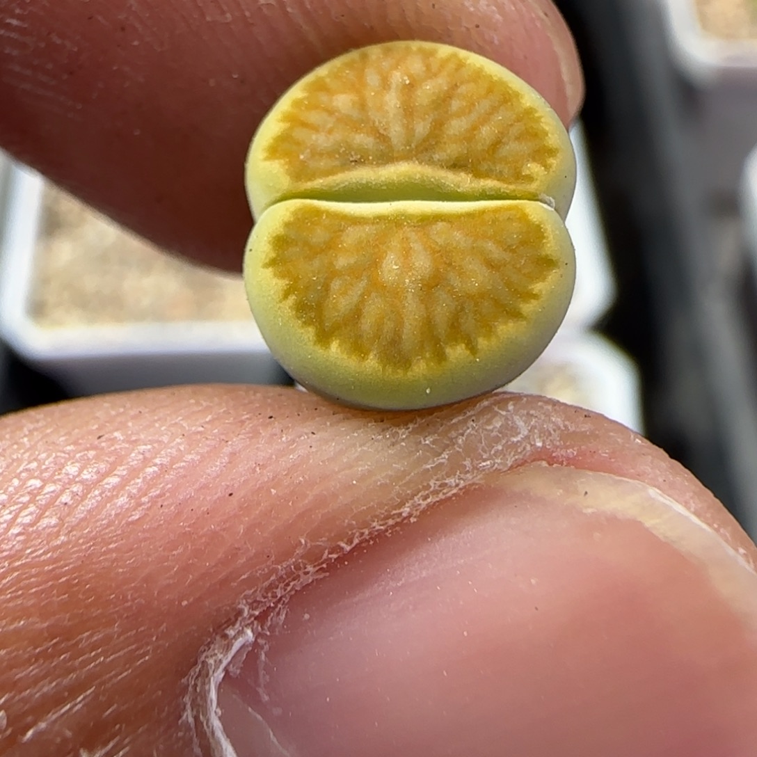 150 生石花大棚直播