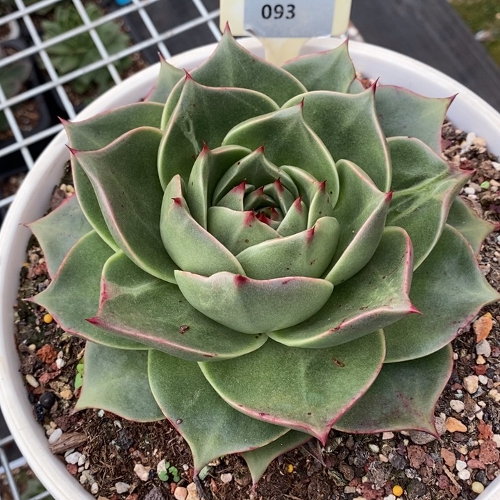 城***哥D093- 直播福利 斯特拉