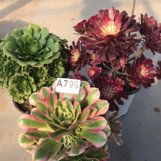 法师多肉植物快*法师796