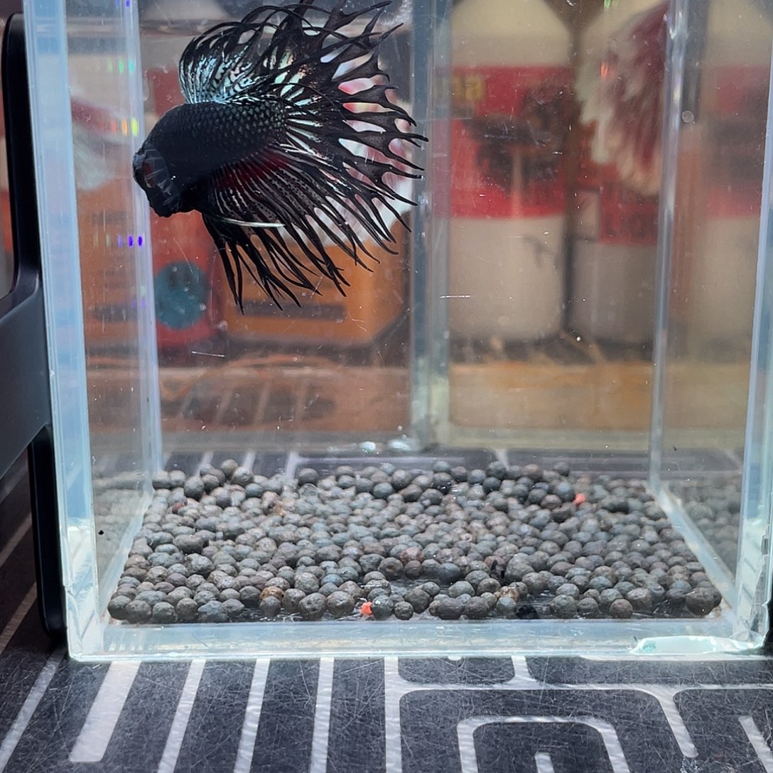 斗鱼15号127早黑毒