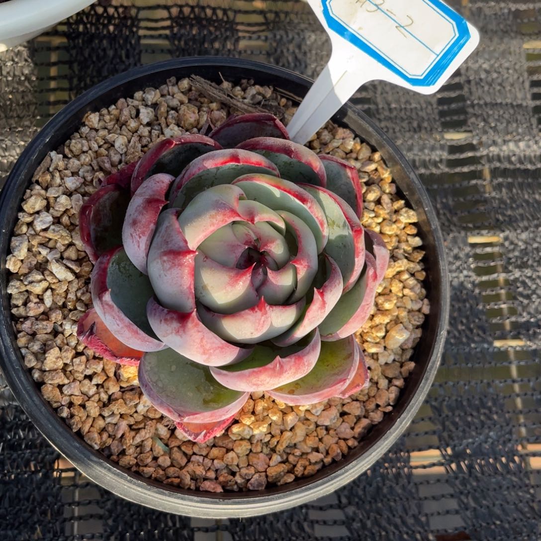 云舍多肉精选编号0113-2