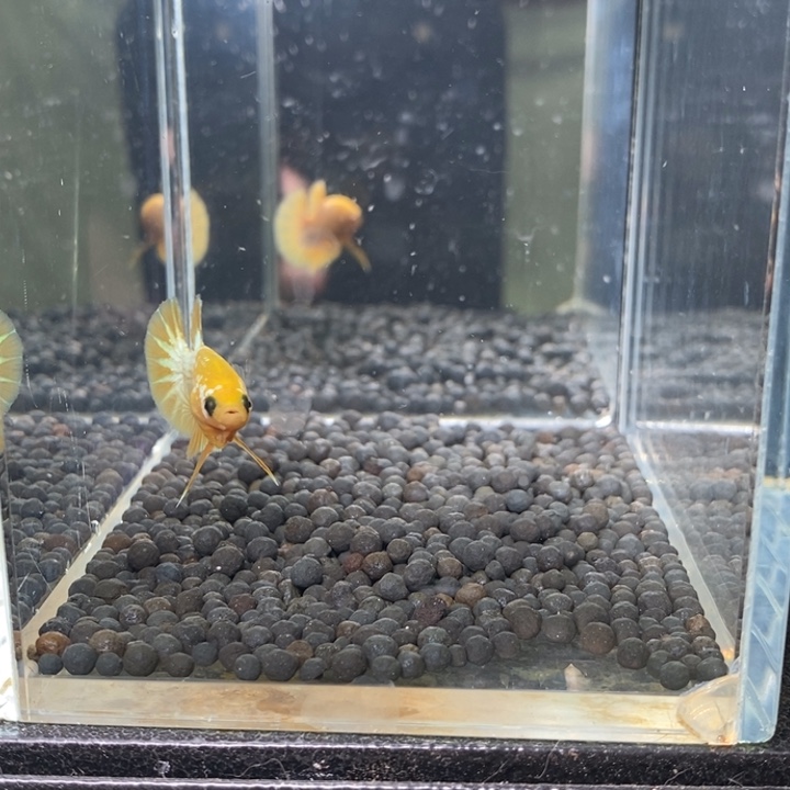 斗鱼泰国斗鱼107号