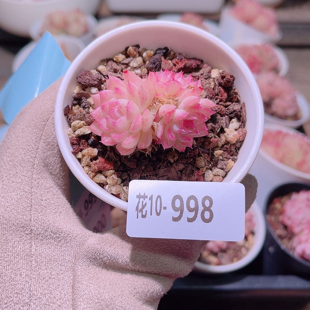 花利美10-998女王