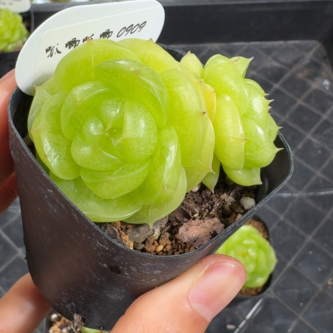 0909-2-灵耀双头一颗