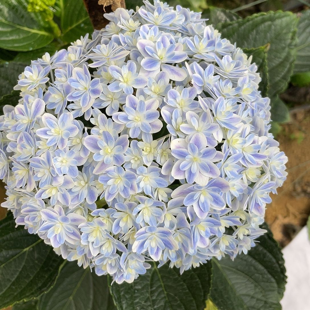 绣球切花一物一拍3枝起包邮，20