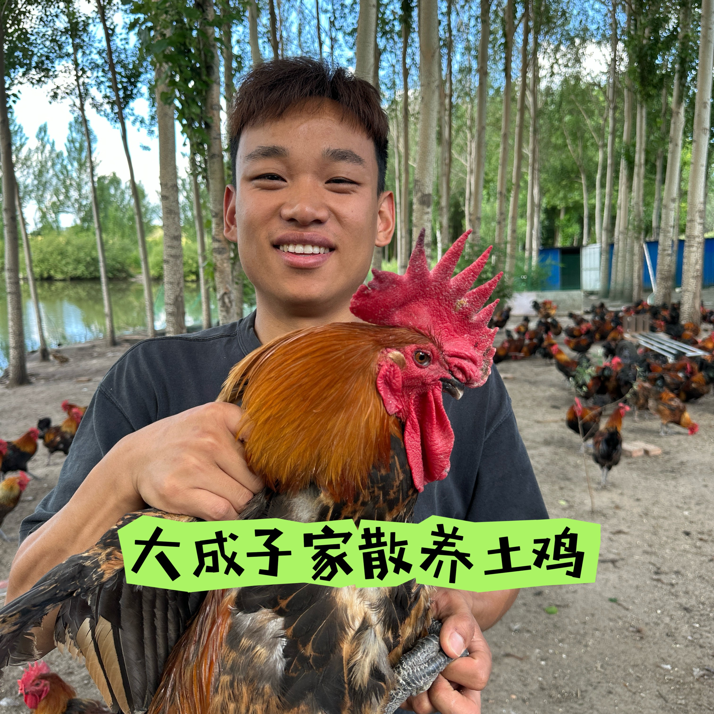 （坏单包赔）一只大公鸡＋一斤鸡胗