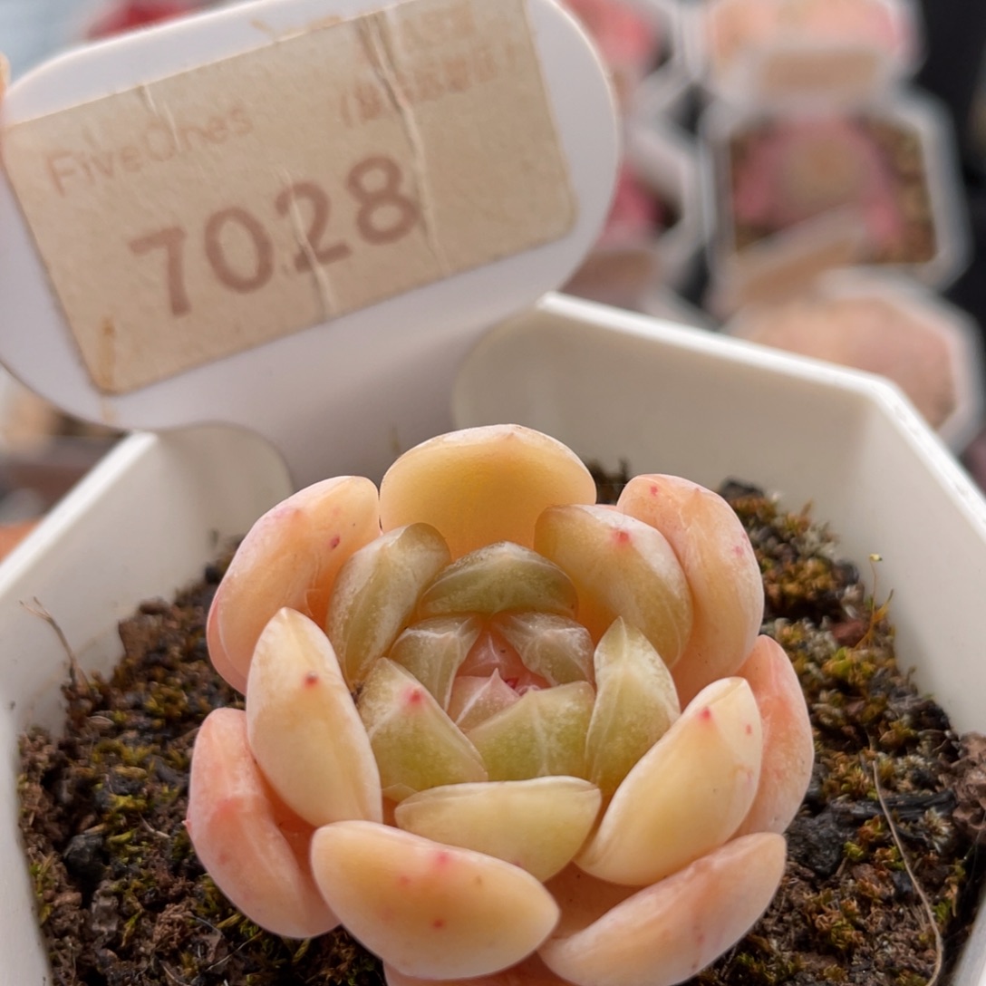 白色恋人7028-3.5厘米