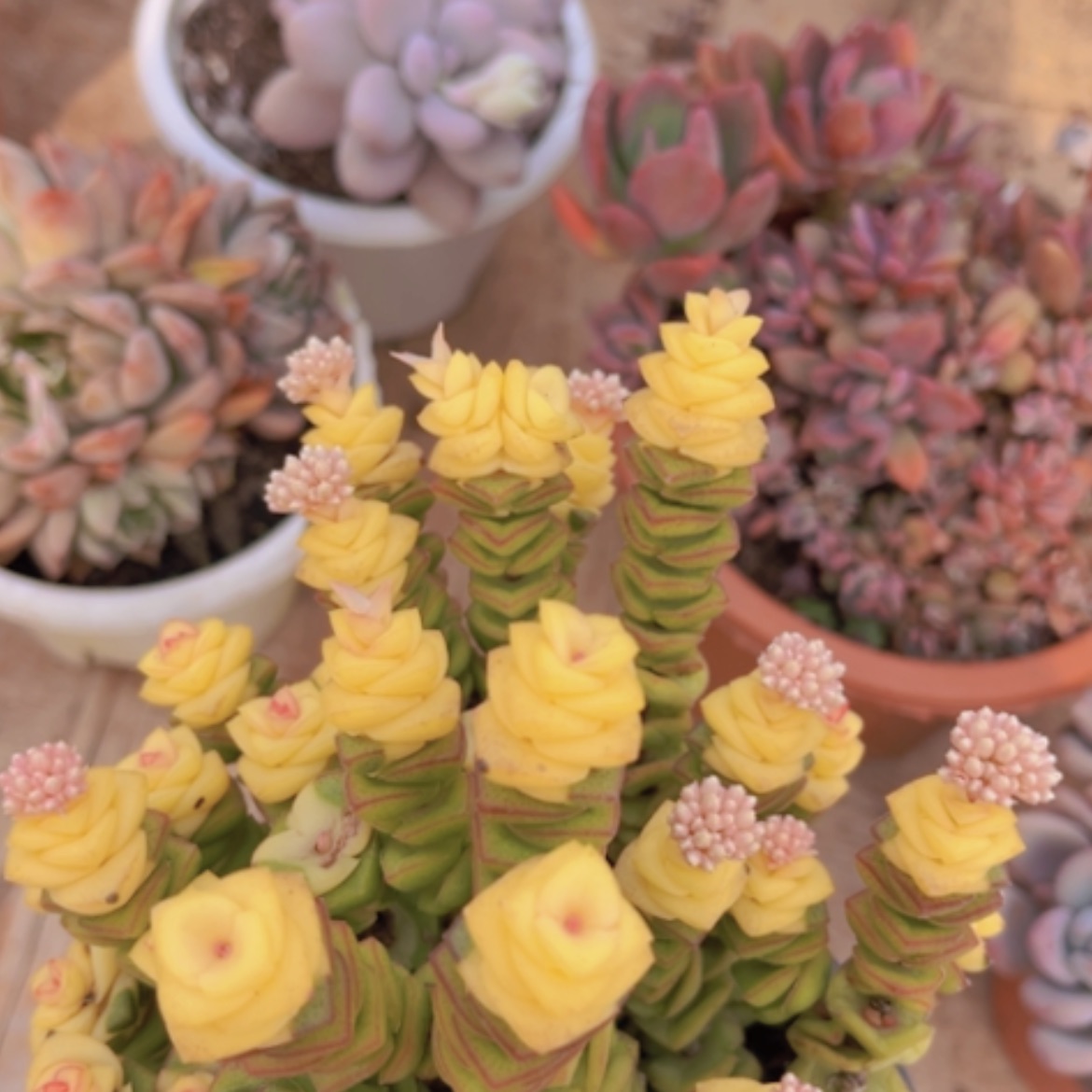 【闪购商品】钱串15139多肉