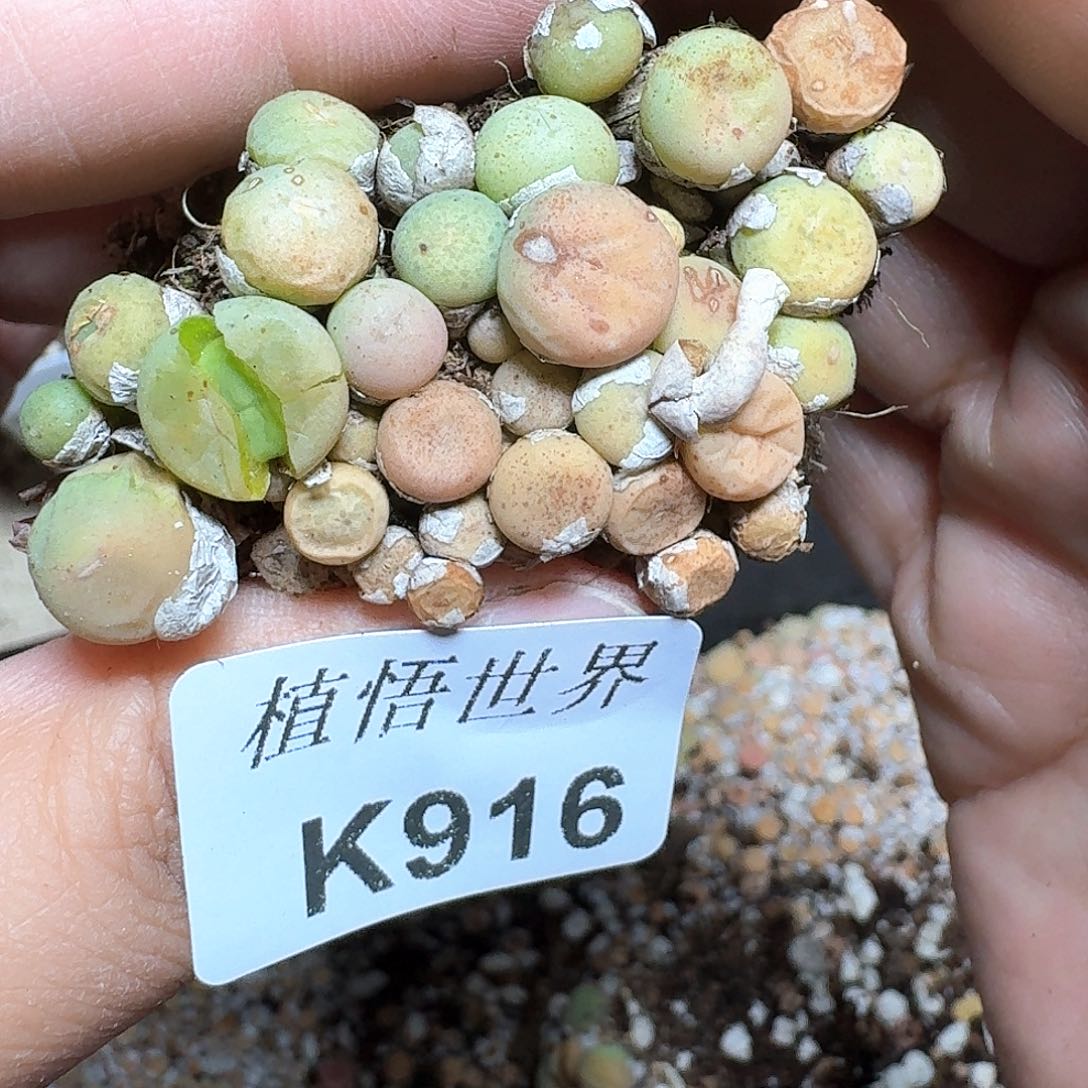 916号多肉植物哇c g