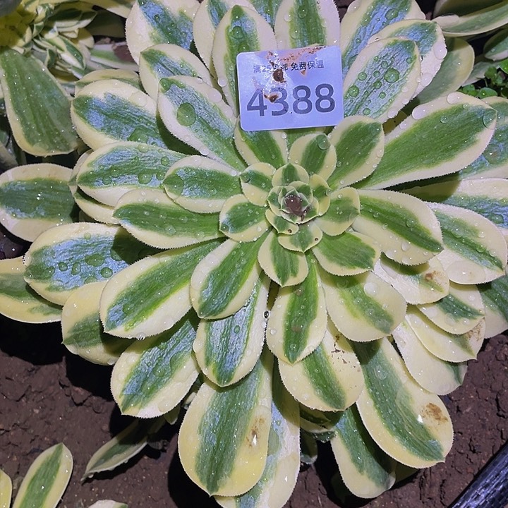 4388辛尼亚多肉植物