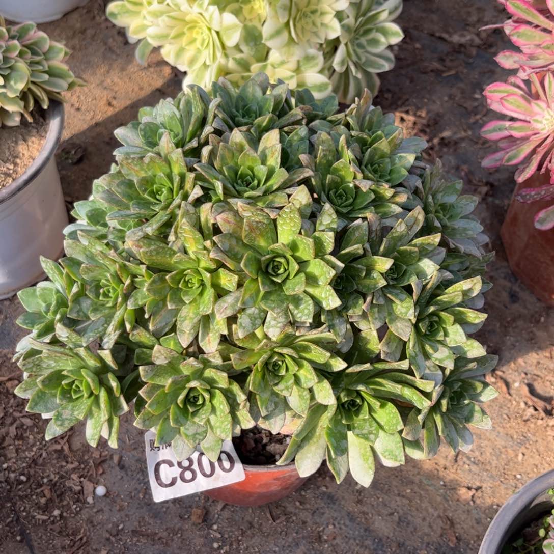 800多肉植物花茶