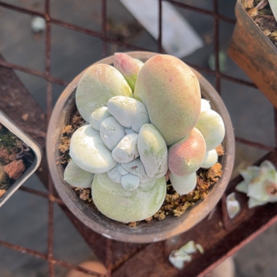 赵谢谢宝～一物一拍2873