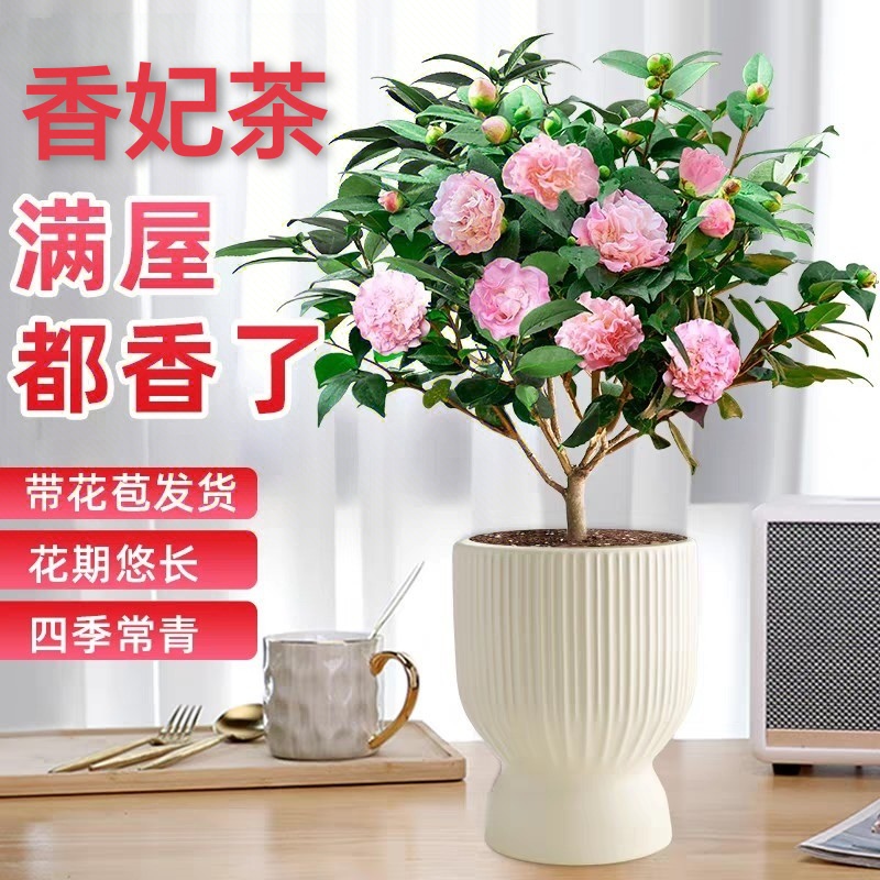 香妃山茶花盆栽带花苞好养活适合室内外阳台庭院种植福建基地