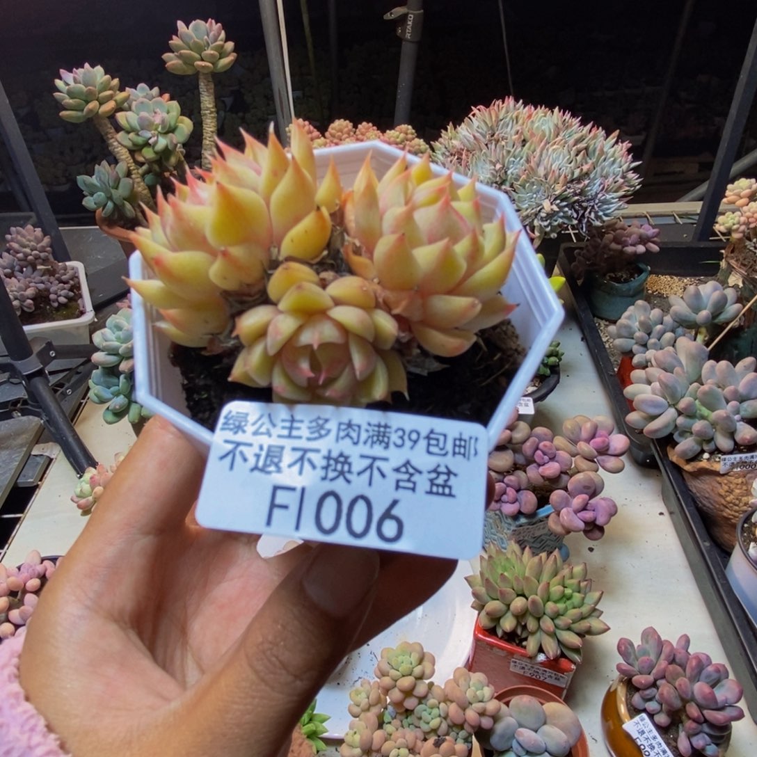 006昂斯诺多肉5cm