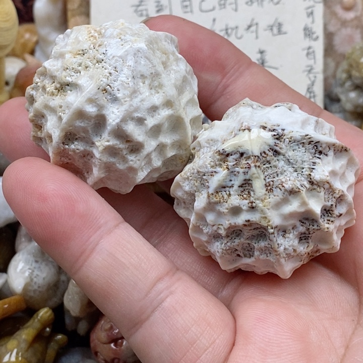 颈饰未镶嵌硅化珊瑚（珊瑚玉）有瑕