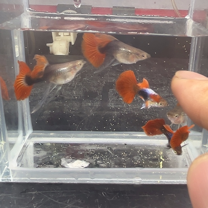 孔雀鱼3对褶扇大c