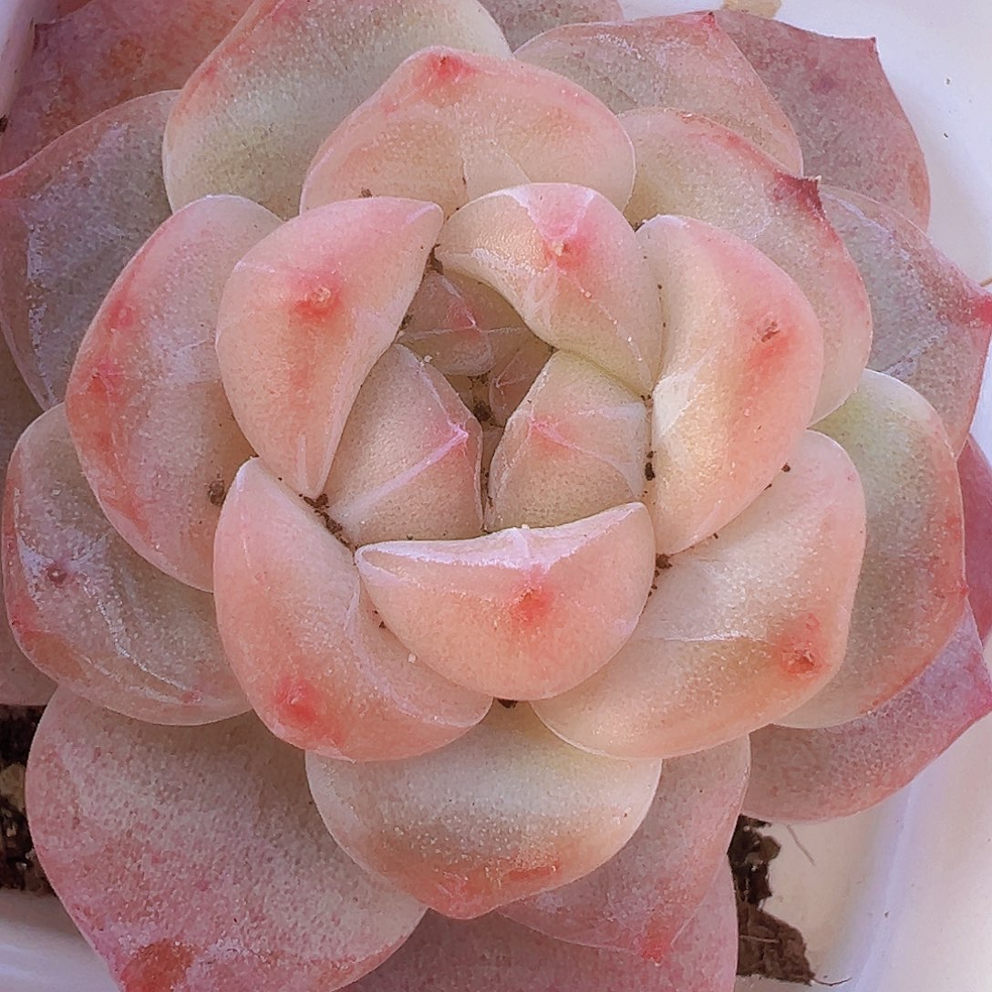 黛玉冰魄19包邮多肉