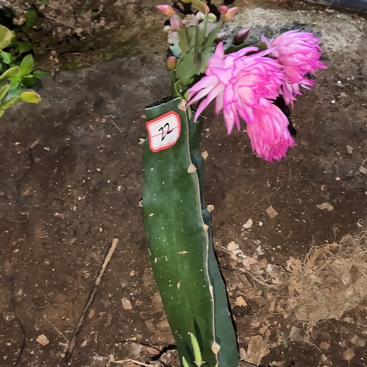 风***颂，22号带盆063嫁接苗