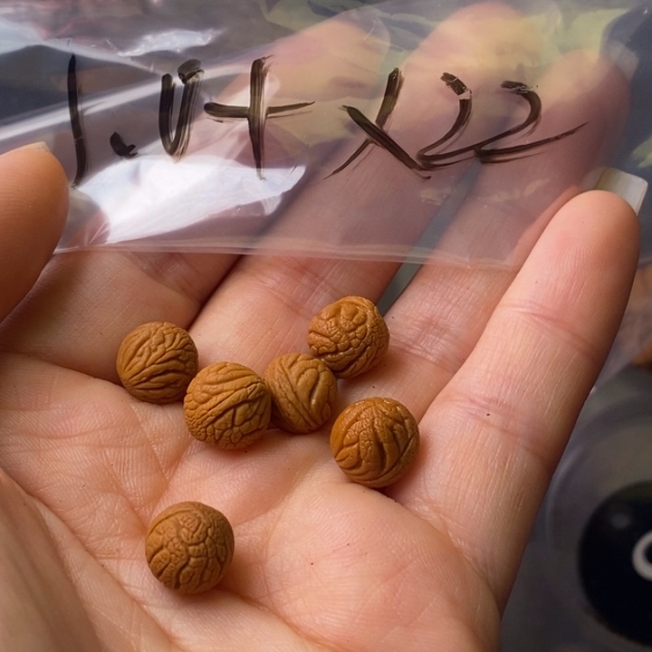 文玩核桃手串秦岭野生龙纹桃核10