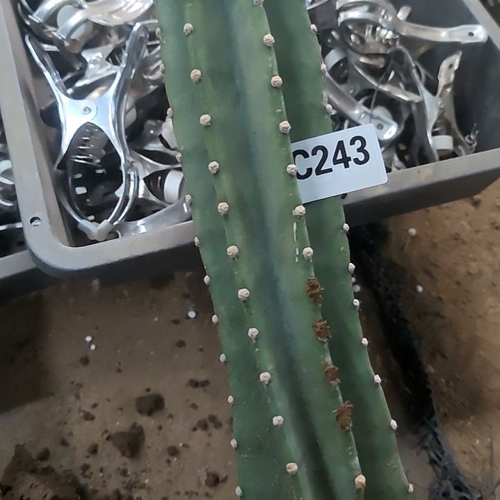 平**季量天尺4色金妞243