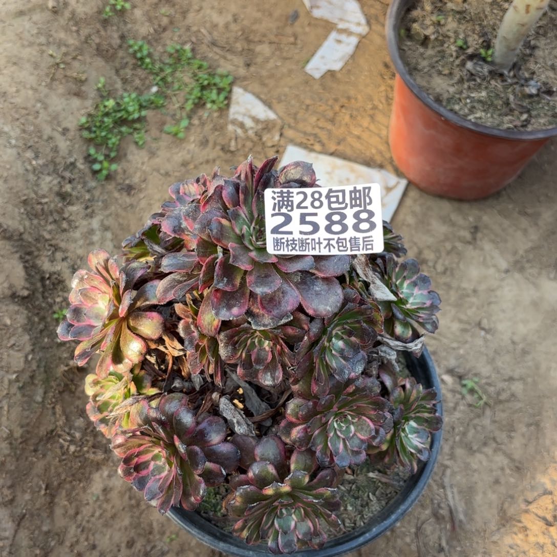 M. 2588红金刚多肉，babe
