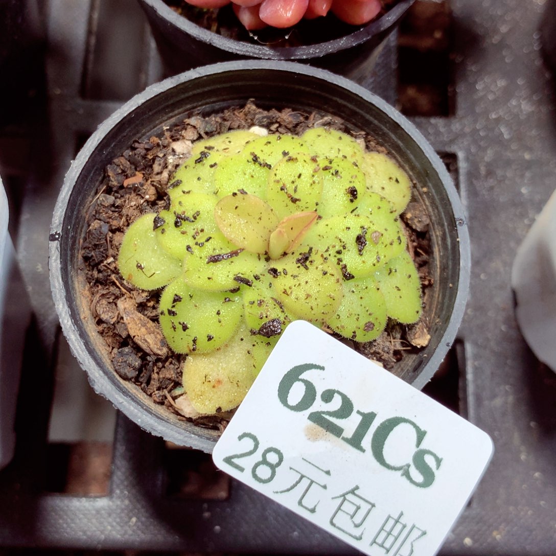 5厘米盆精控多肉621