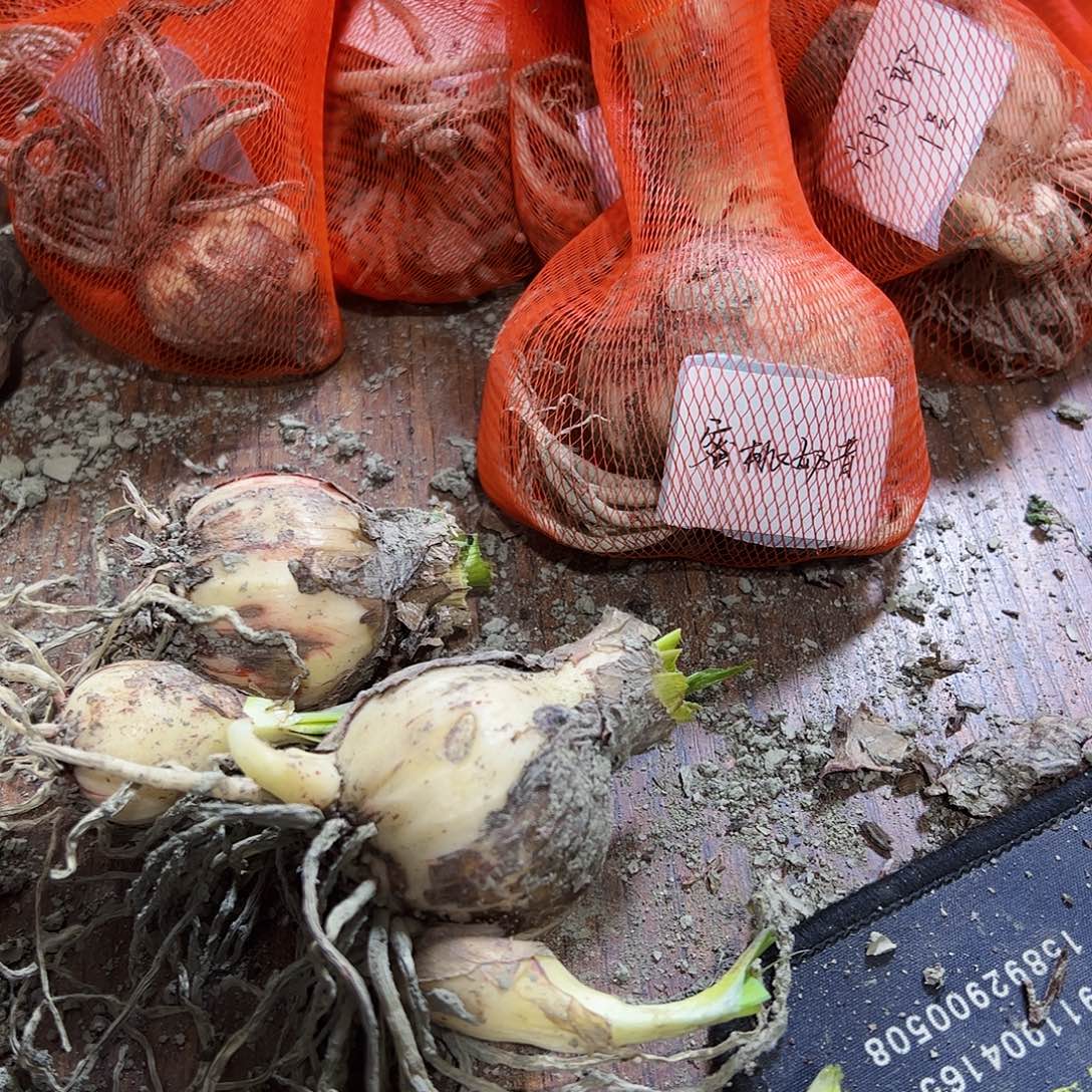 猎***鹰朱顶红新品圆巨黛3号