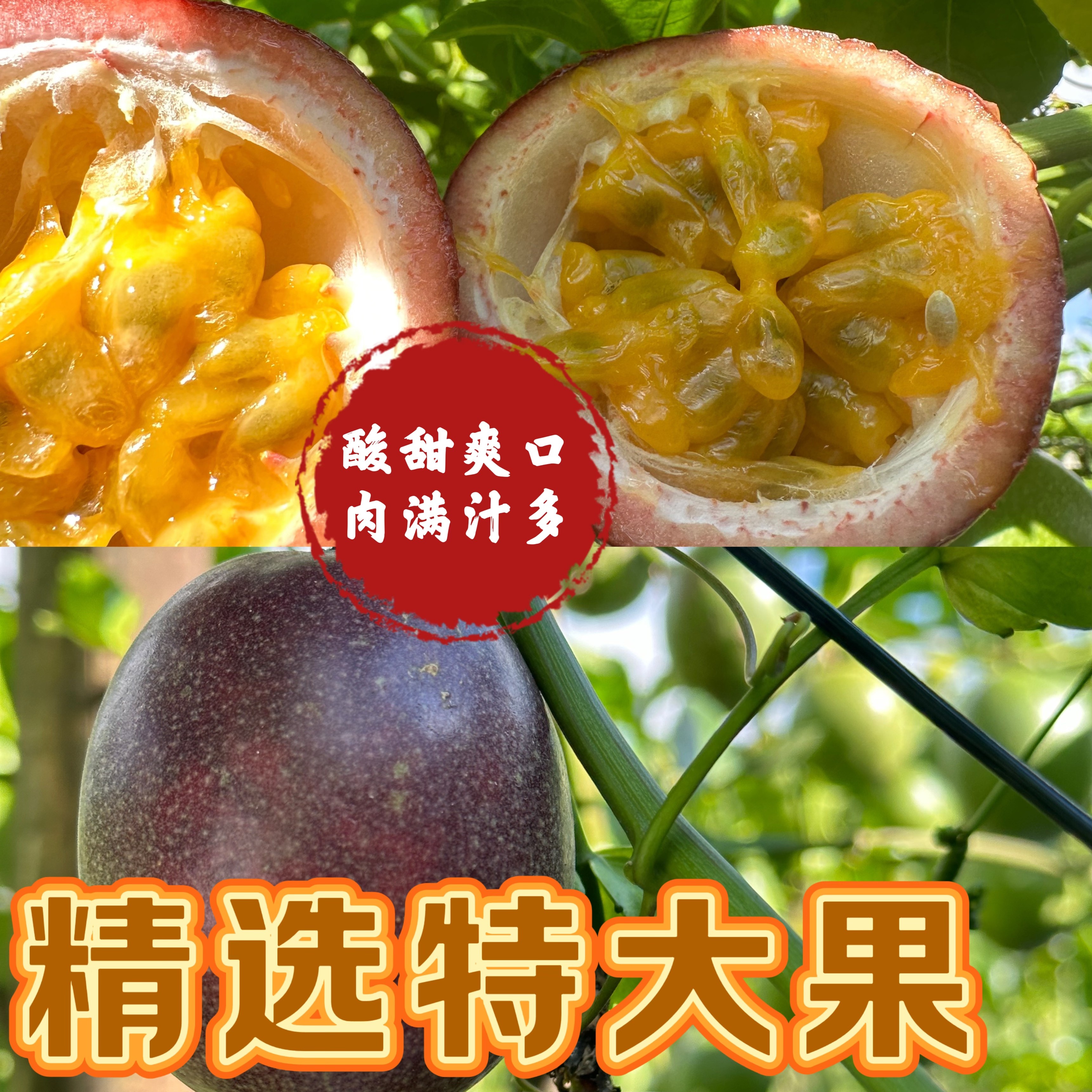 云南德宏陇川户撒新鲜采摘应季特大果紫皮百香果当季新鲜水果