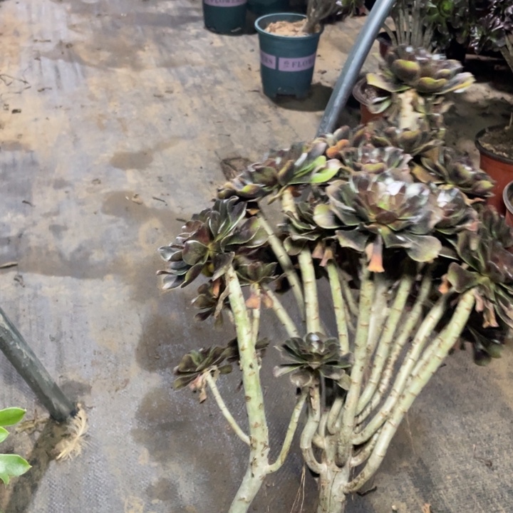 35灰法师多肉植物多肉多肉