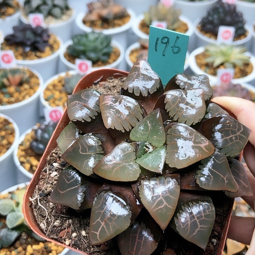 【闪购商品】196实生克